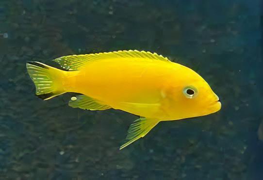 Pseudotropheus Saulosi Malawi African Cichlid - Real Aquatics