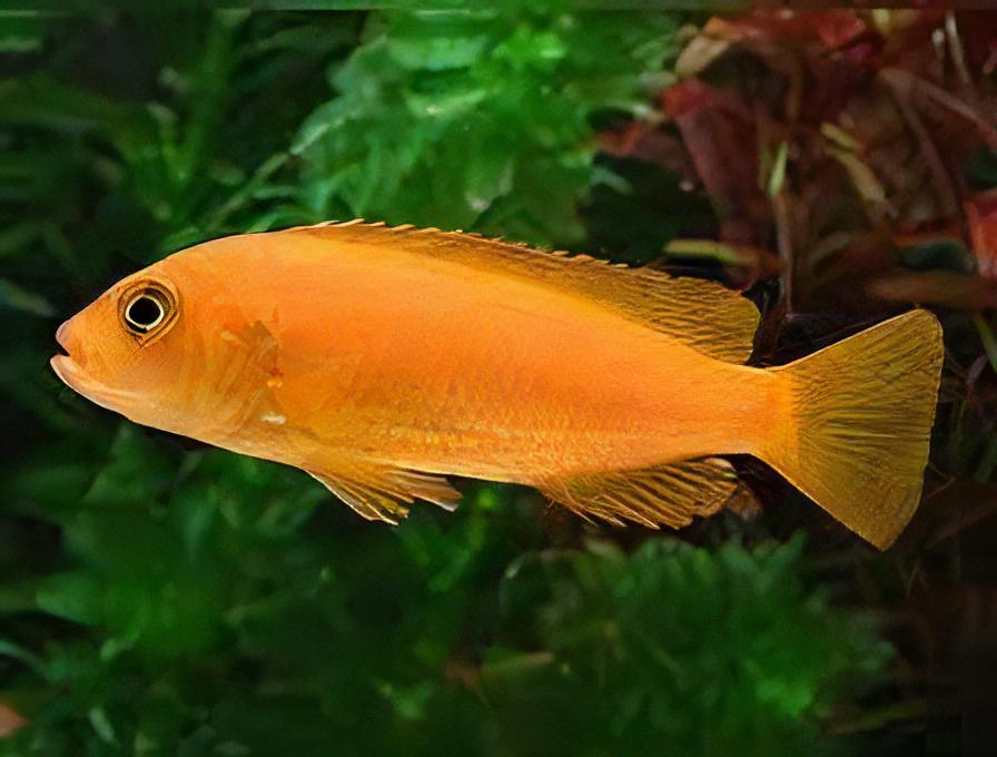 Pseudotropheus Saulosi Red Coral Malawi African Cichlid - Real Aquatics