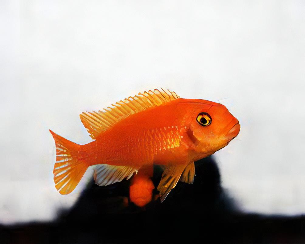 Pseudotropheus Saulosi Red Coral Malawi African Cichlid - Real Aquatics