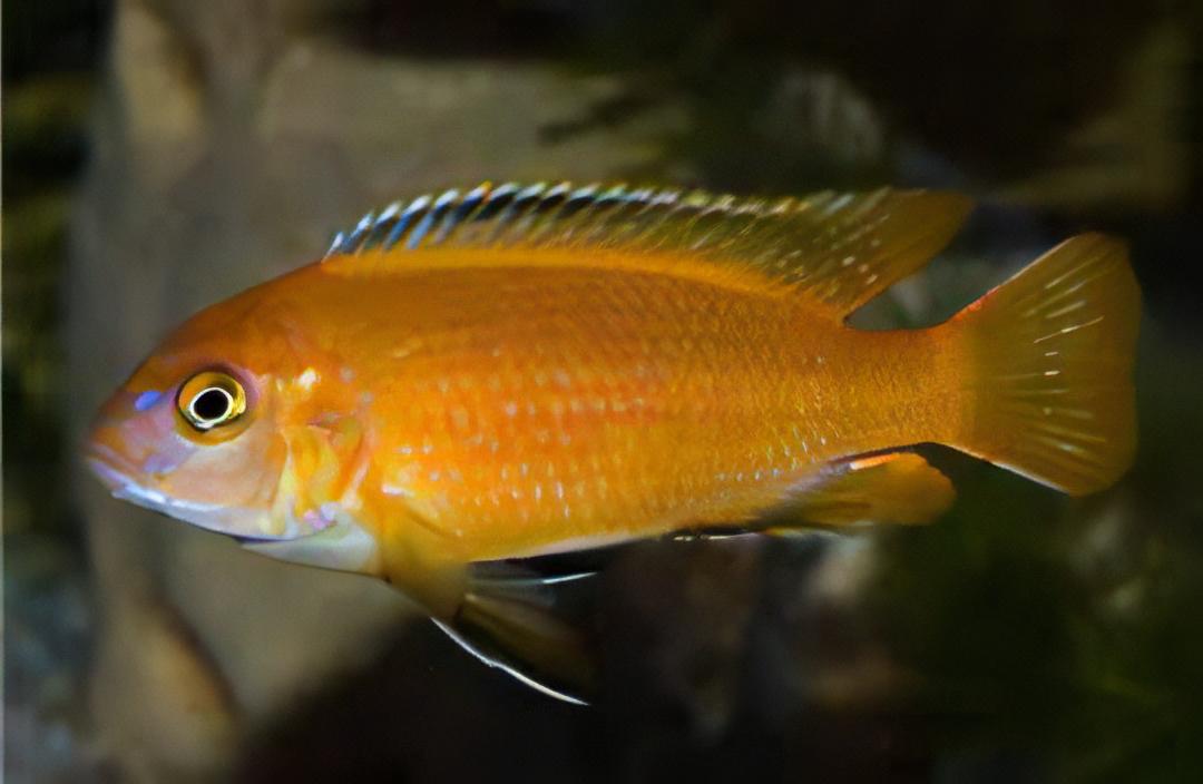 Pseudotropheus Saulosi Red Coral Malawi African Cichlid - Real Aquatics