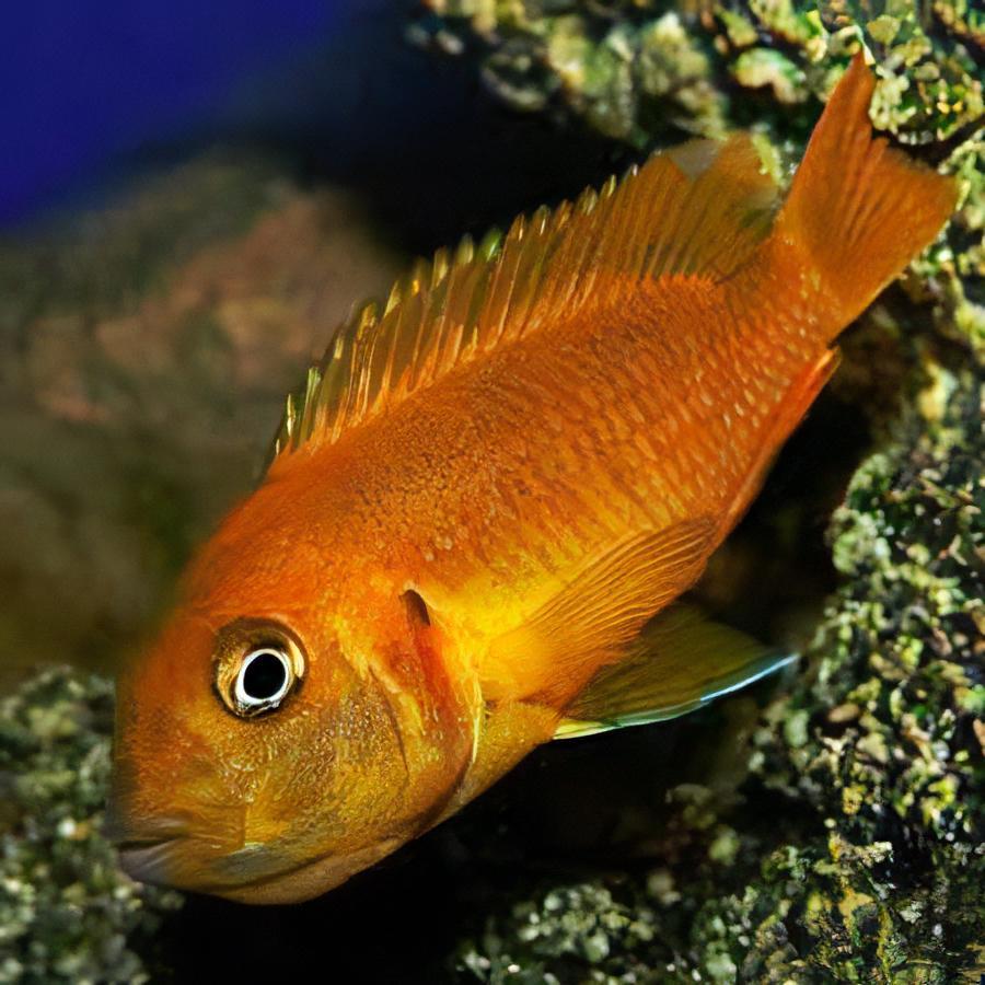 Pseudotropheus Saulosi Red Coral Malawi African Cichlid - Real Aquatics