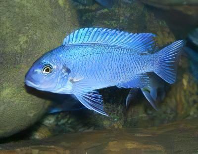 Pseudotropheus Maylandia Zebra Blue Malawi African Cichlid - Real Aquatics