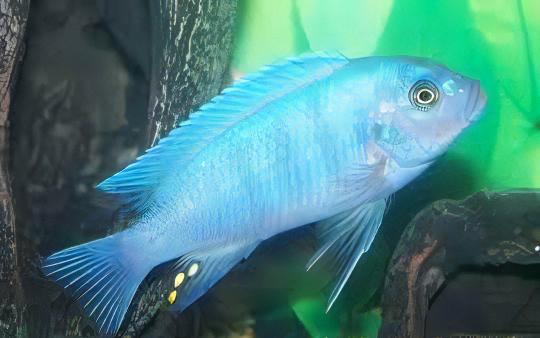 Pseudotropheus Maylandia Zebra Blue Malawi African Cichlid - Real Aquatics