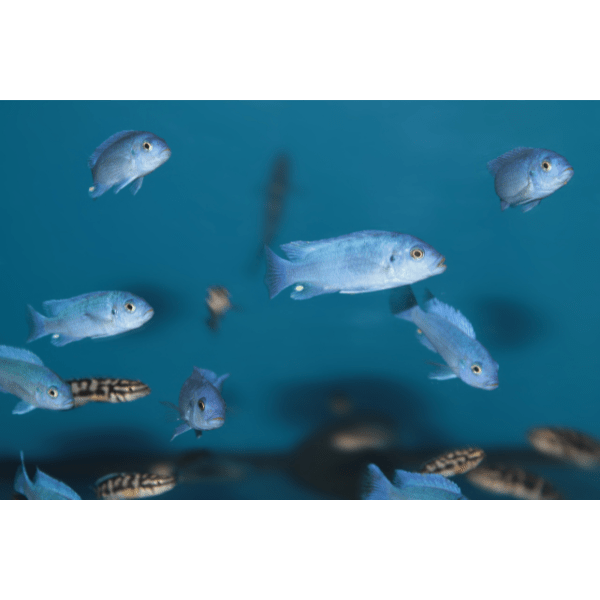 Pseudotropheus Maylandia Zebra Blue Malawi African Cichlid - Real Aquatics
