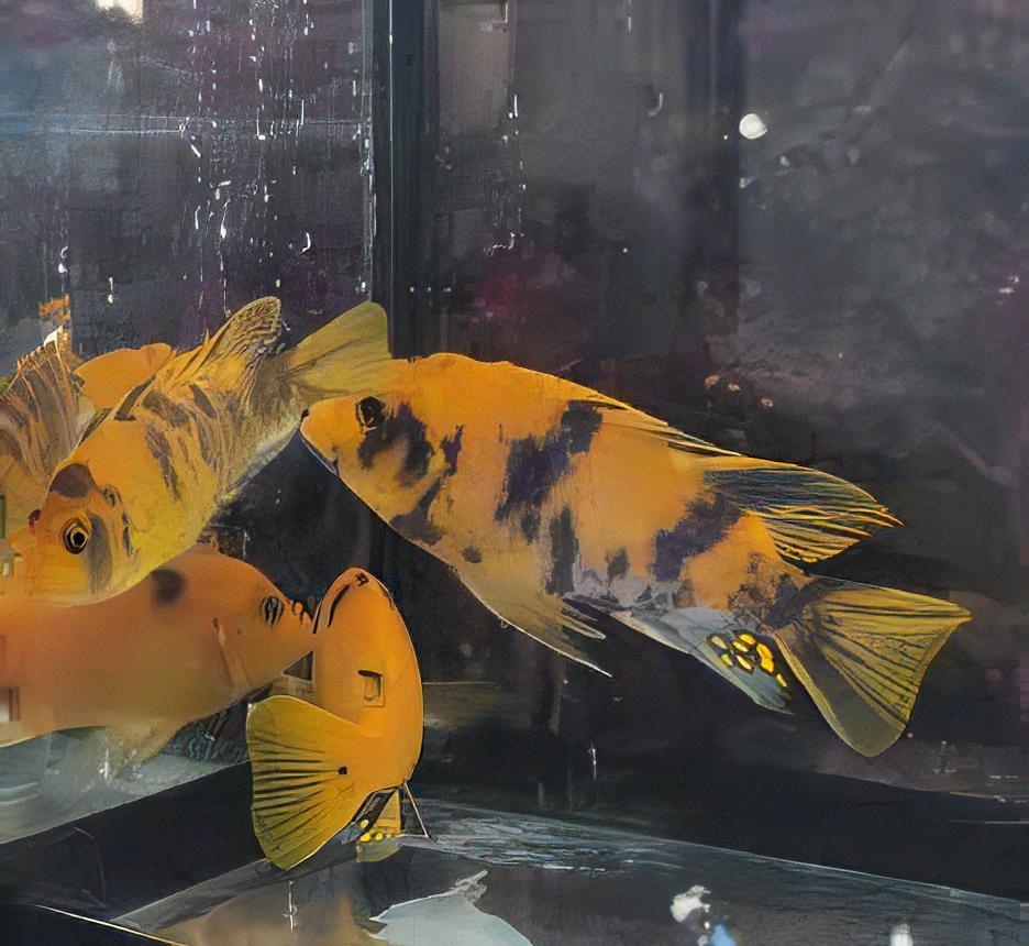Pseudotropheus Zebra Orange Blotch Malawi African Cichlid - Real Aquatics
