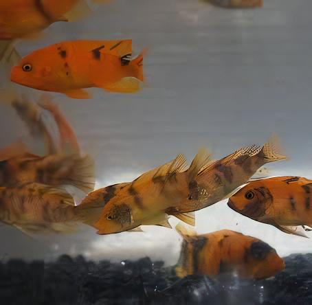Pseudotropheus Zebra Orange Blotch Malawi African Cichlid - Real Aquatics