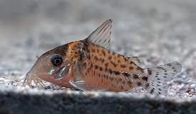 Spotted Corydoras Punctatus 3cm Catfish - Real Aquatics