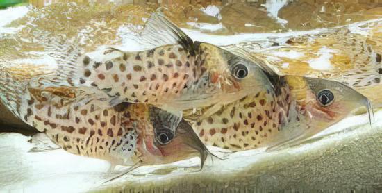 Spotted Corydoras Punctatus 3cm Catfish - Real Aquatics