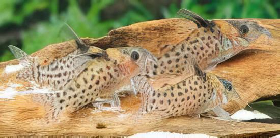 Spotted Corydoras Punctatus 3cm Catfish - Real Aquatics