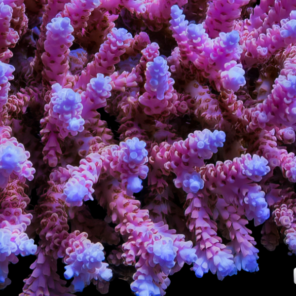 Purple Branch Hard Coral Porites Sp - Real Aquatics