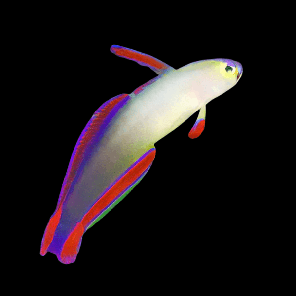 Purple Firefish Nemateleotris Decora - Real Aquatics