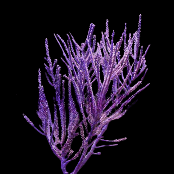 Purple Frilly Gorgonia Pseudopterogorgia Elisabethae - Real Aquatics