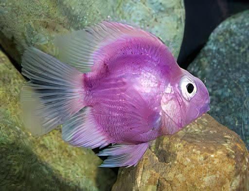 Purple Parrot Fish Hybrid Amphilophus citrinellus Vieja melanurus 5cm - Real Aquatics