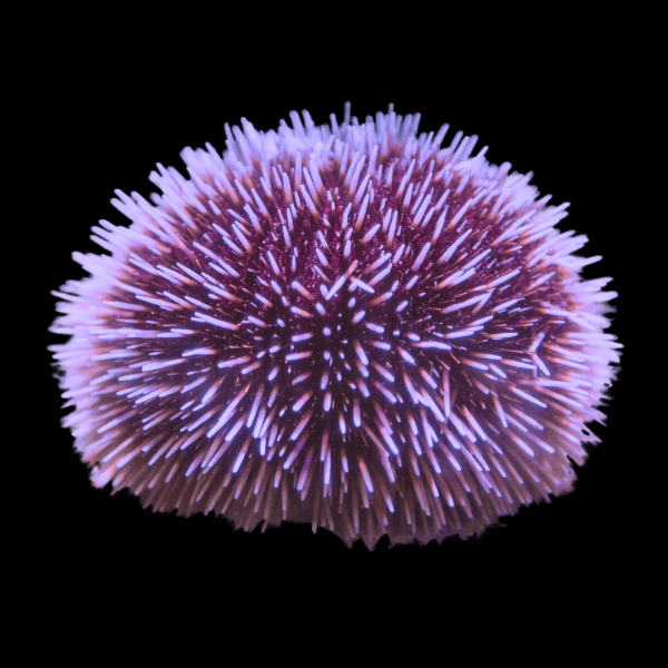 Purple Pin Cushion Sea Urchin Lytechinus Variegatus - Real Aquatics