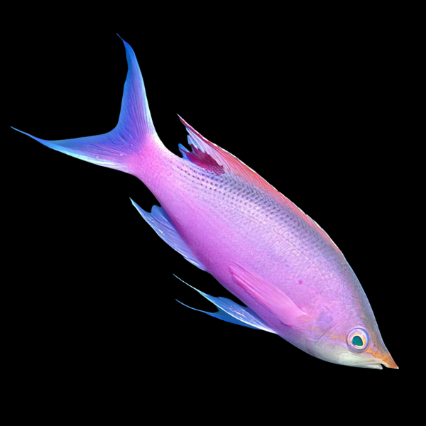 Purple Queen Anthias Pseudanthias Tuka - Real Aquatics