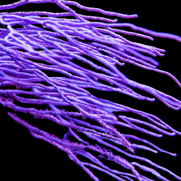 Purple Ribbon Gorgonia Pterogorgia Anceps - Real Aquatics