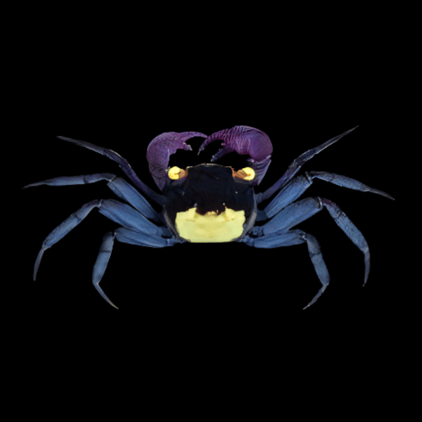 Purple Vampire Crab Geosesarma Dennerle 3cm - Real Aquatics