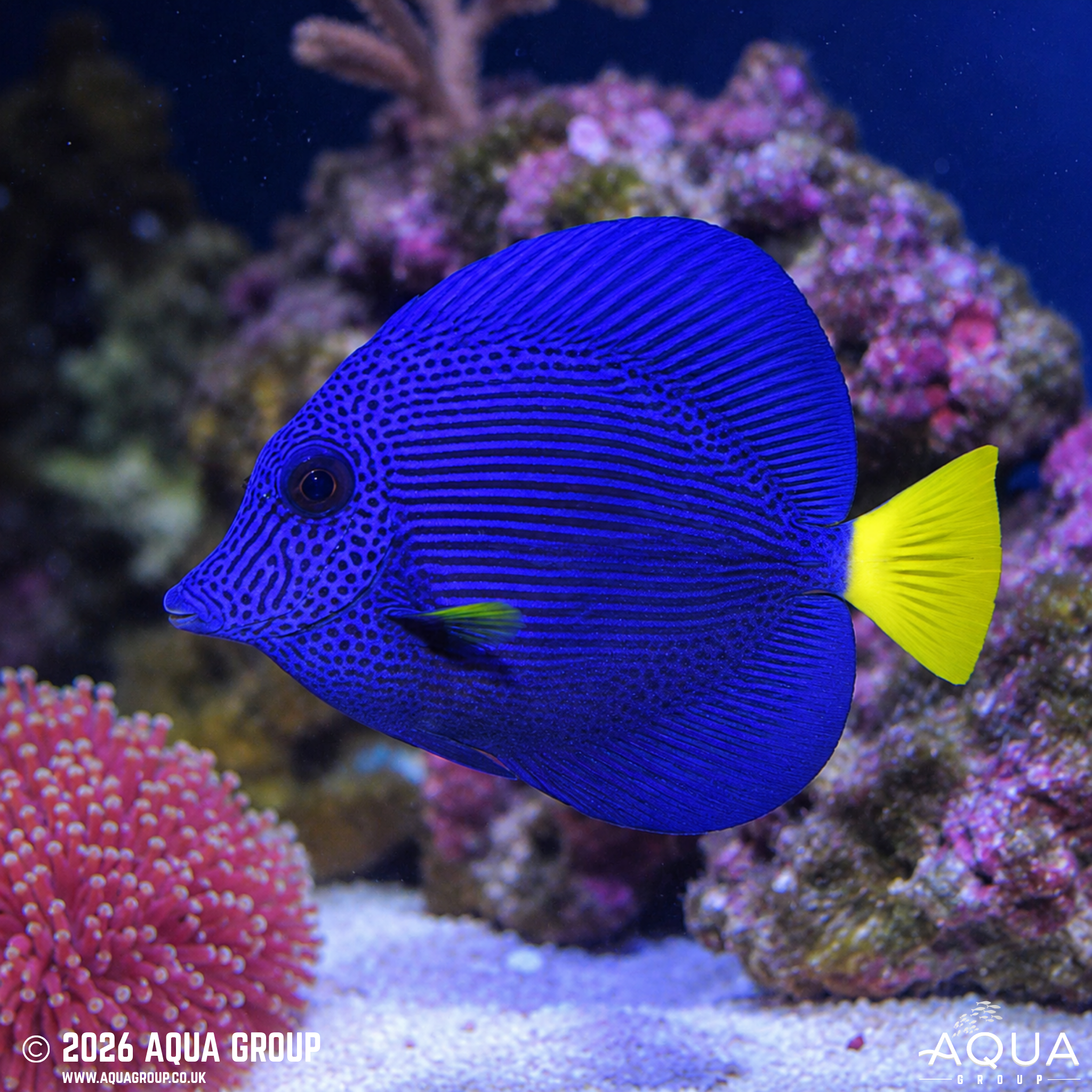 Purple Tang (Zebrasoma xanthurum)