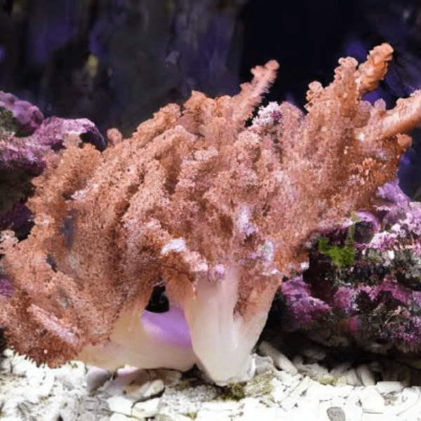 Pussey Soft Coral Cladiella Sp - Real Aquatics