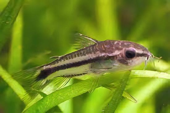 Pygmy Corydoras Pygmaeus 1cm Catfish - Real Aquatics