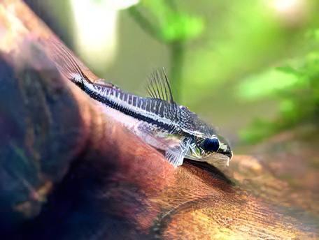 Pygmy Corydoras Pygmaeus 1cm Catfish - Real Aquatics