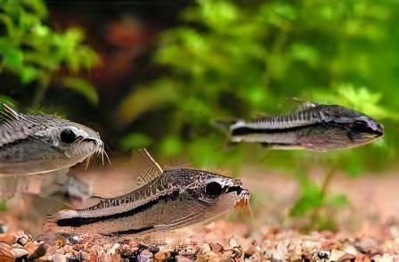 Pygmy Corydoras Pygmaeus 1cm Catfish - Real Aquatics
