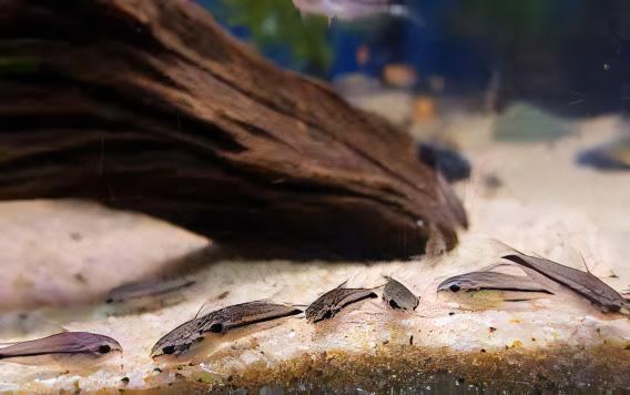 Pygmy Corydoras Pygmaeus 1cm Catfish - Real Aquatics