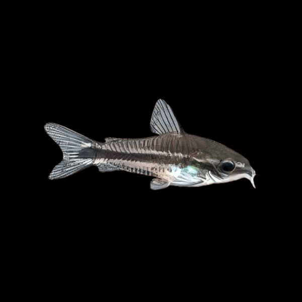 Pygmy Corydoras Pygmaeus 1cm Catfish - Real Aquatics