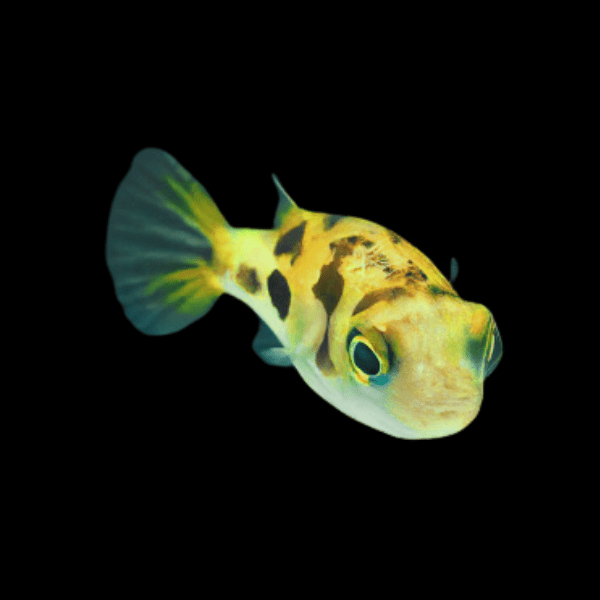 Pygmy Dwarf Freshwater Puffer Fish Carinotetraodon Travancoricus 1cm - Real Aquatics