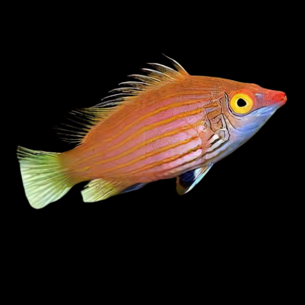 Pygmy Fairy Parrot wrasse Pseudocheilinops Aetania - Real Aquatics