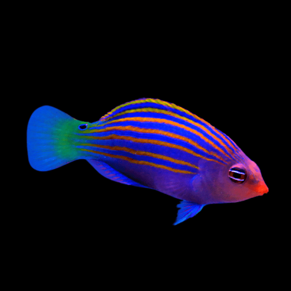 Pyjama Wrasse Pseudocheilinus Hexataenia - Real Aquatics