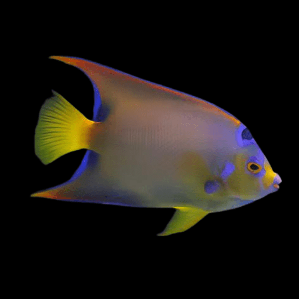 Queen Angelfish Holacanthus Ciliaris - Real Aquatics