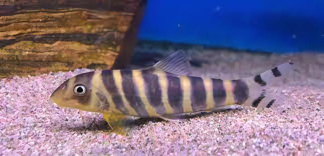 Queen Bengal Dario Loach Botia Dario 5cm - Real Aquatics