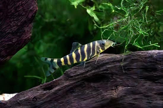 Queen Bengal Dario Loach Botia Dario 5cm - Real Aquatics