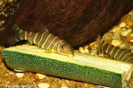Queen Bengal Dario Loach Botia Dario 5cm - Real Aquatics