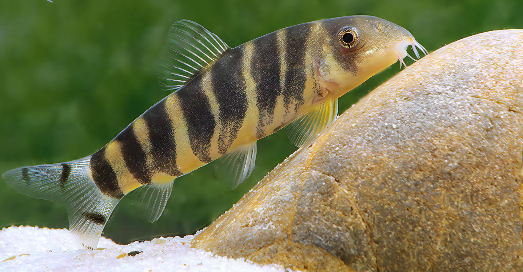 Queen Bengal Dario Loach Botia Dario 5cm - Real Aquatics