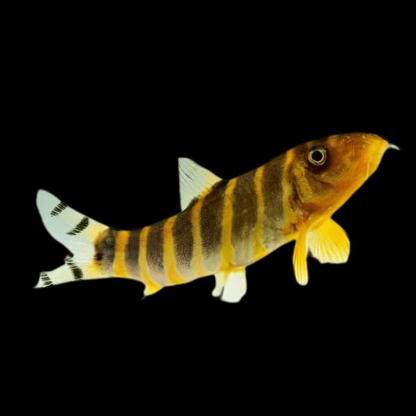 Queen Bengal Dario Loach Botia Dario 5cm - Real Aquatics