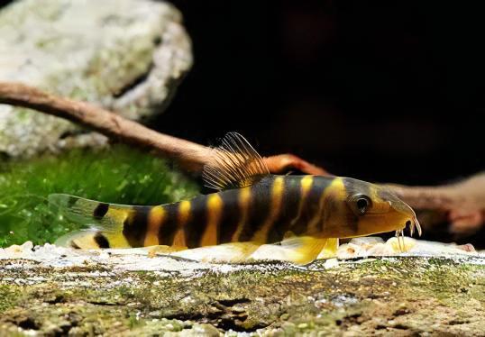 Queen Bengal Dario Loach Botia Dario 5cm - Real Aquatics
