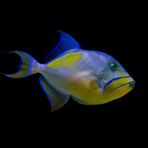Queen Trigger Fish Balistes Vetula - Real Aquatics