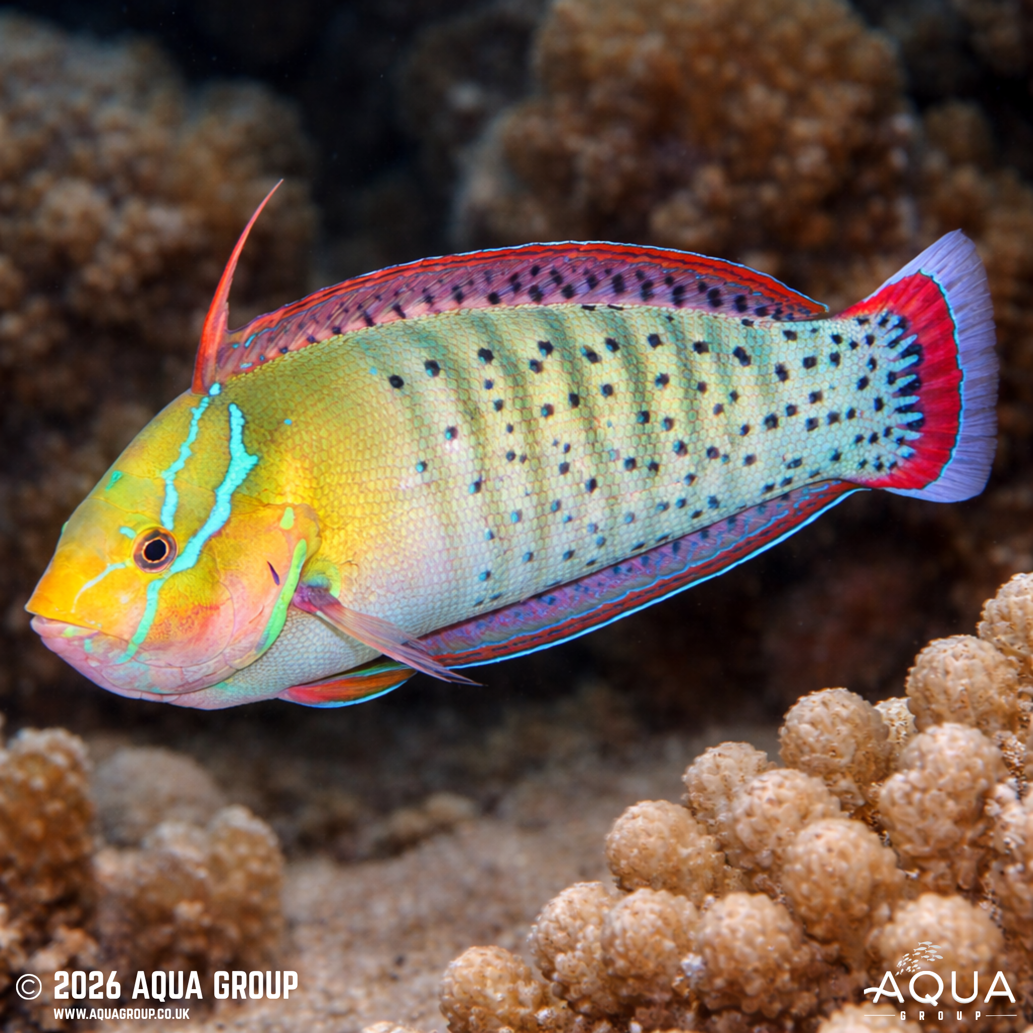 Queen Coris (Coris formosa)