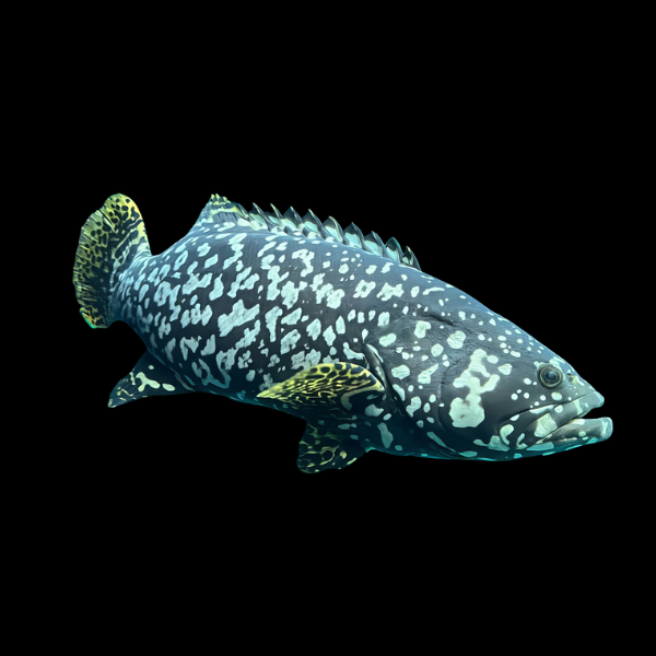 Queensland Grouper Epinephelus Lanceolatus - Real Aquatics