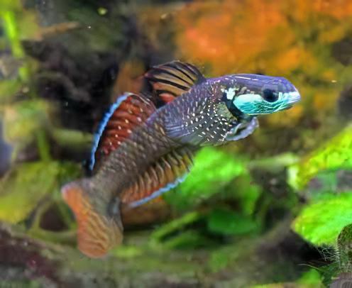 Rainbow Goby Stiphodon Ornatus 3cm - Real Aquatics