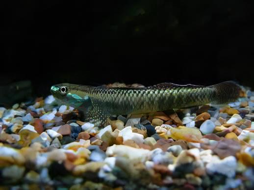 Rainbow Goby Stiphodon Ornatus 3cm - Real Aquatics
