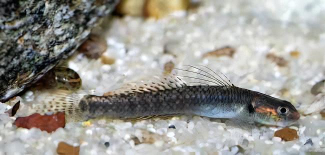 Rainbow Goby Stiphodon Ornatus 3cm - Real Aquatics