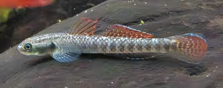 Rainbow Goby Stiphodon Ornatus 3cm - Real Aquatics