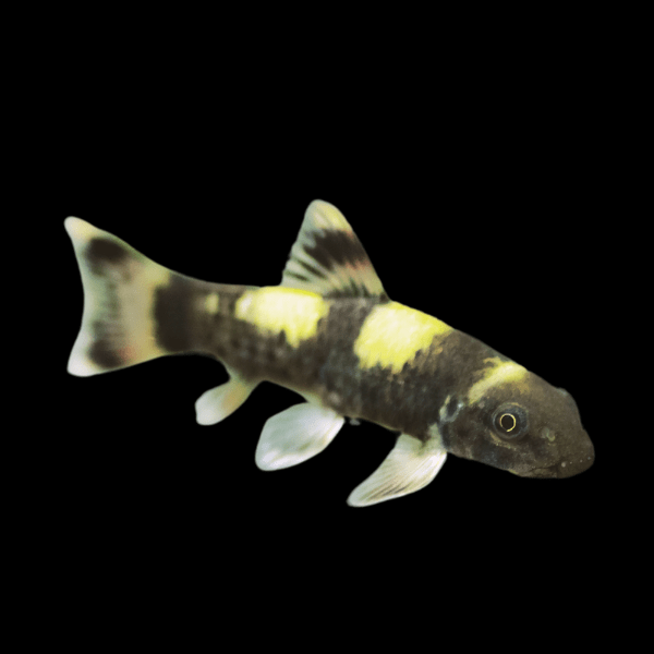 Rainbow Panda Loach Garra Flavatra 5cm - Real Aquatics