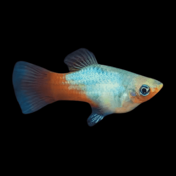 Rainbow Platy Xiphophorus Maculatus 3cm - Real Aquatics