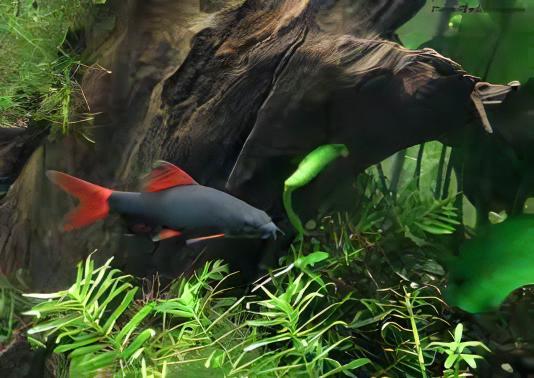 Rainbow Shark Epalzeorhynchos Frenatum 5cm - Real Aquatics