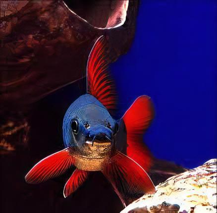 Rainbow Shark Epalzeorhynchos Frenatum 5cm - Real Aquatics