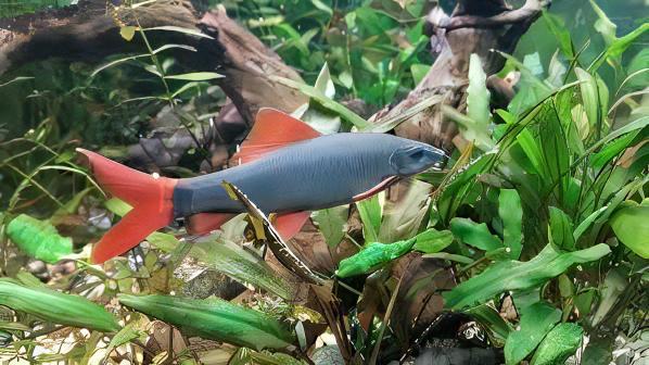 Rainbow Shark Epalzeorhynchos Frenatum 5cm - Real Aquatics